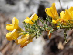 Genista martinii
