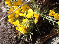 Genista martinii