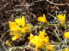 Genista martinii