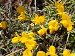 Genista martinii