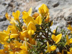 Genista martinii