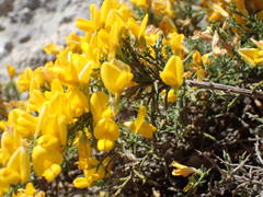 Genista martinii