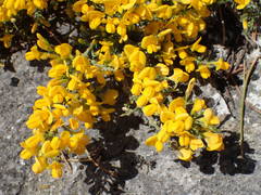 Genista martinii