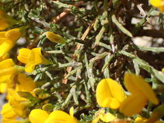 Genista martinii