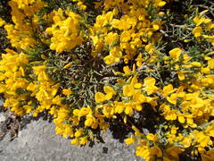 Genista martinii
