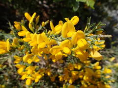 Genista martinii