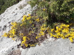 Genista martinii