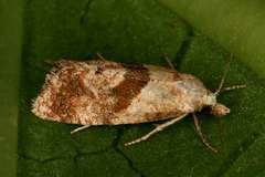 Cochylidia implicitana
