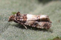 Lobesia artemisiana