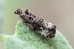 Endothenia sororiana