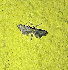 Idaea attenuaria