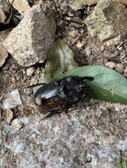 Trichogomphus mongol