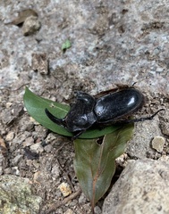 Trichogomphus mongol