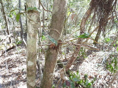 Dendrobium tetragonum