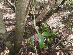 Dendrobium tetragonum