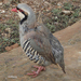 Rock Partridges - Photo (c) lotlhmoq, some rights reserved (CC BY-NC-SA), uploaded by Roland Kratzer