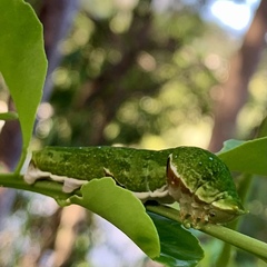 Papilio fuscus capaneus
