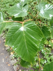 Acer capillipes