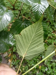Acer capillipes