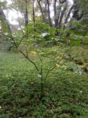 Acer capillipes