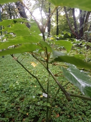 Acer capillipes