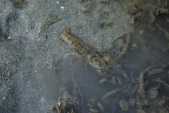 Alpheus brevicristatus