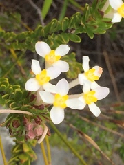 Gnidia tomentosa