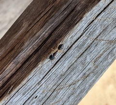 Camponotus sexpunctatus