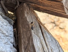 Camponotus sexpunctatus