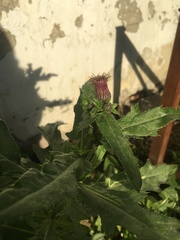Cirsium arvense