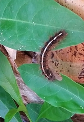 Lepidoptera