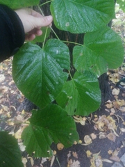Tilia moltkei