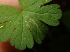 Agromyza nigrescens