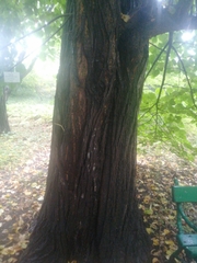 Tilia moltkei