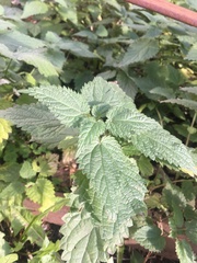 Urtica dioica
