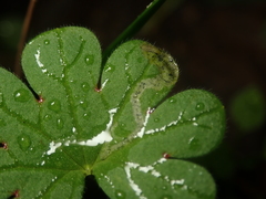 Agromyza nigrescens