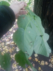 Tilia moltkei