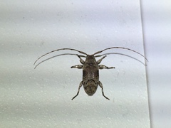 Sternidius mimeticus