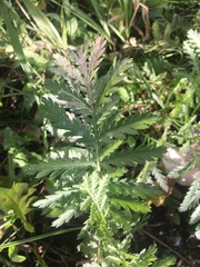 Tanacetum vulgare