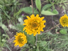 Berkheya speciosa