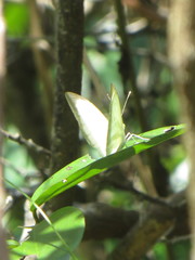 Nepheronia