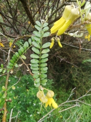 Sophora molloyi