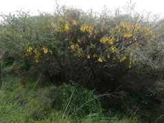 Sophora molloyi