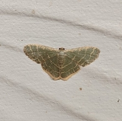 Lophophleps triangularis