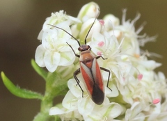 Lopidea marginata