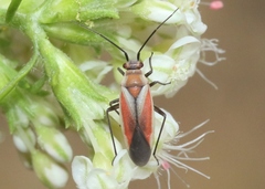 Lopidea marginata