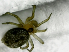 Oecobius marathaus
