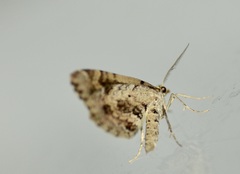 Asaphodes