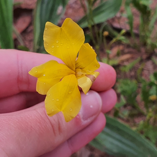 Image of Scrambled Eggs (Goodenia pinnatifida) by no rights reserved