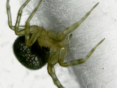 Oecobius marathaus